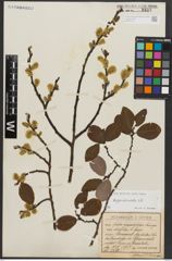 Foto von Salix appendiculata Vill.